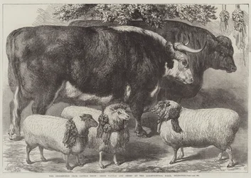 De Smithfield Club Vee Show, Prijs Vee en Schapen in de Agricultural Hall, Islington